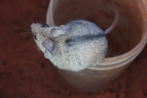 Gray Climbing Mouse