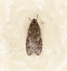 Semioscopis megamicrella