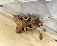 Cerastis enigmatica