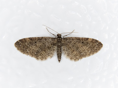Eupithecia olivacea