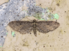 Eupithecia olivacea