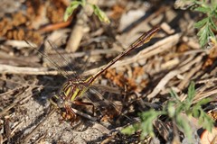 Phanogomphus minutus