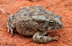 Sclerophrys poweri