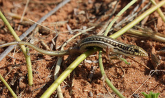 Trachylepis occidentalis