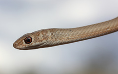 Psammophis brevirostris