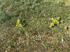 Euphorbia helioscopia