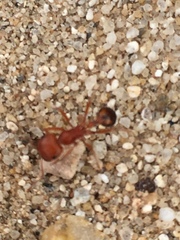 Pogonomyrmex californicus