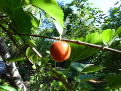 Malpighia emarginata