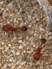 Pogonomyrmex californicus