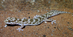 Pachydactylus capensis