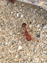 Pogonomyrmex californicus