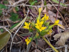 Kalanchoe integra
