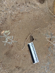 Pogonomyrmex californicus
