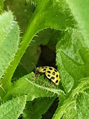 Psyllobora vigintiduopunctata