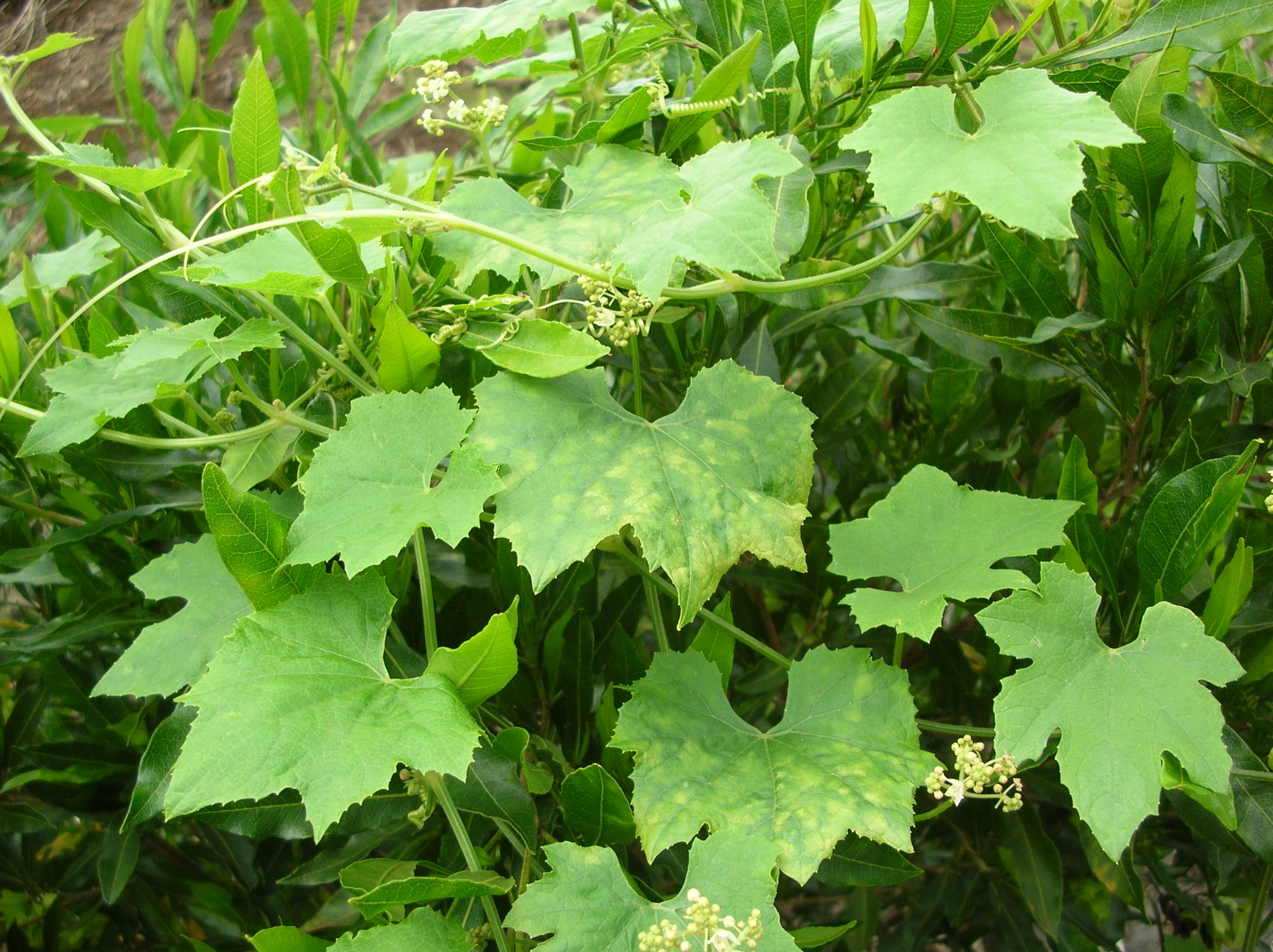 Sicyos pachycarpus