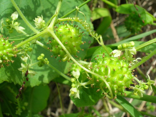 Sicyos pachycarpus