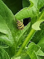 Psyllobora vigintiduopunctata
