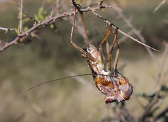 Acanthoplus