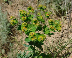 Euphorbia iberica