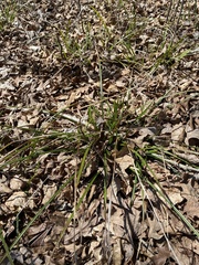 Scleria oligantha