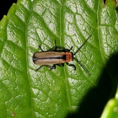 Discodon cinctum