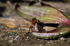 Andrena