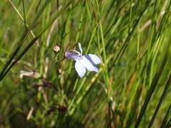 Lobelia flaccida