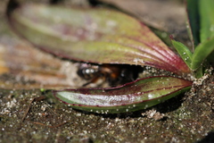 Andrena
