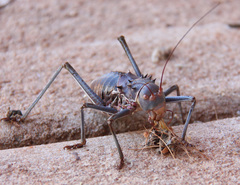 Acanthoplus