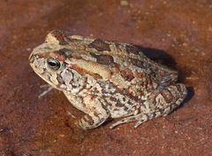 Sclerophrys poweri