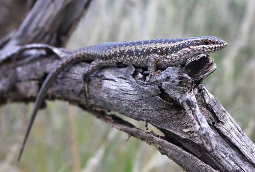Spiny Mabuya, Trachylepis spilogaster