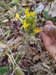 Kalanchoe integra