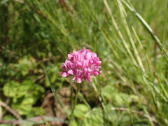 Trifolium africanum