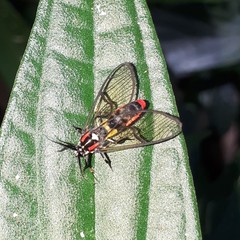 Argyroeides braco