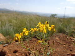 Senecio isatideus