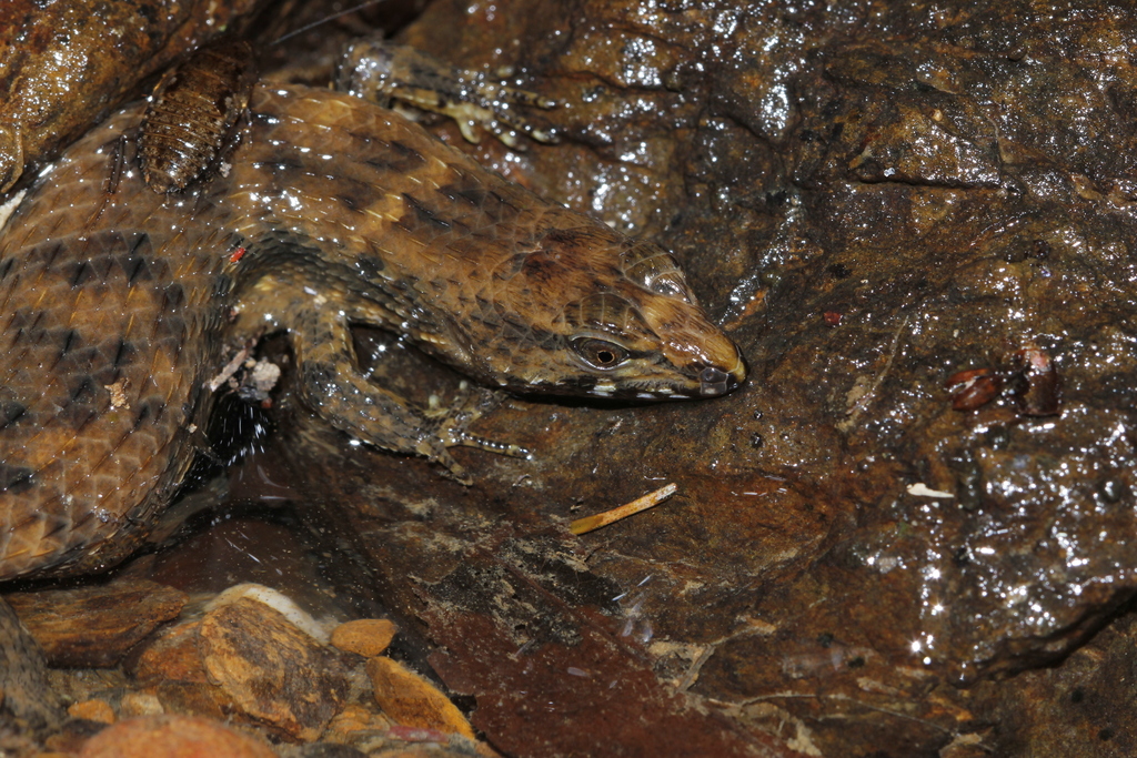 Small-Scaled Water Skink