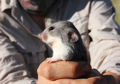 Saccostomus campestris