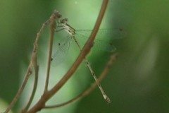Lestes tenuatus