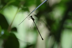 Lestes tenuatus