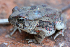 Sclerophrys poweri