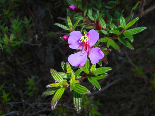 Image of Monochaetum vulcanicum by (c) J. L. Gómez-Hechavarría, some rights reserved (CC BY)
