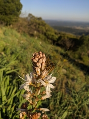 Agapanthia asphodeli
