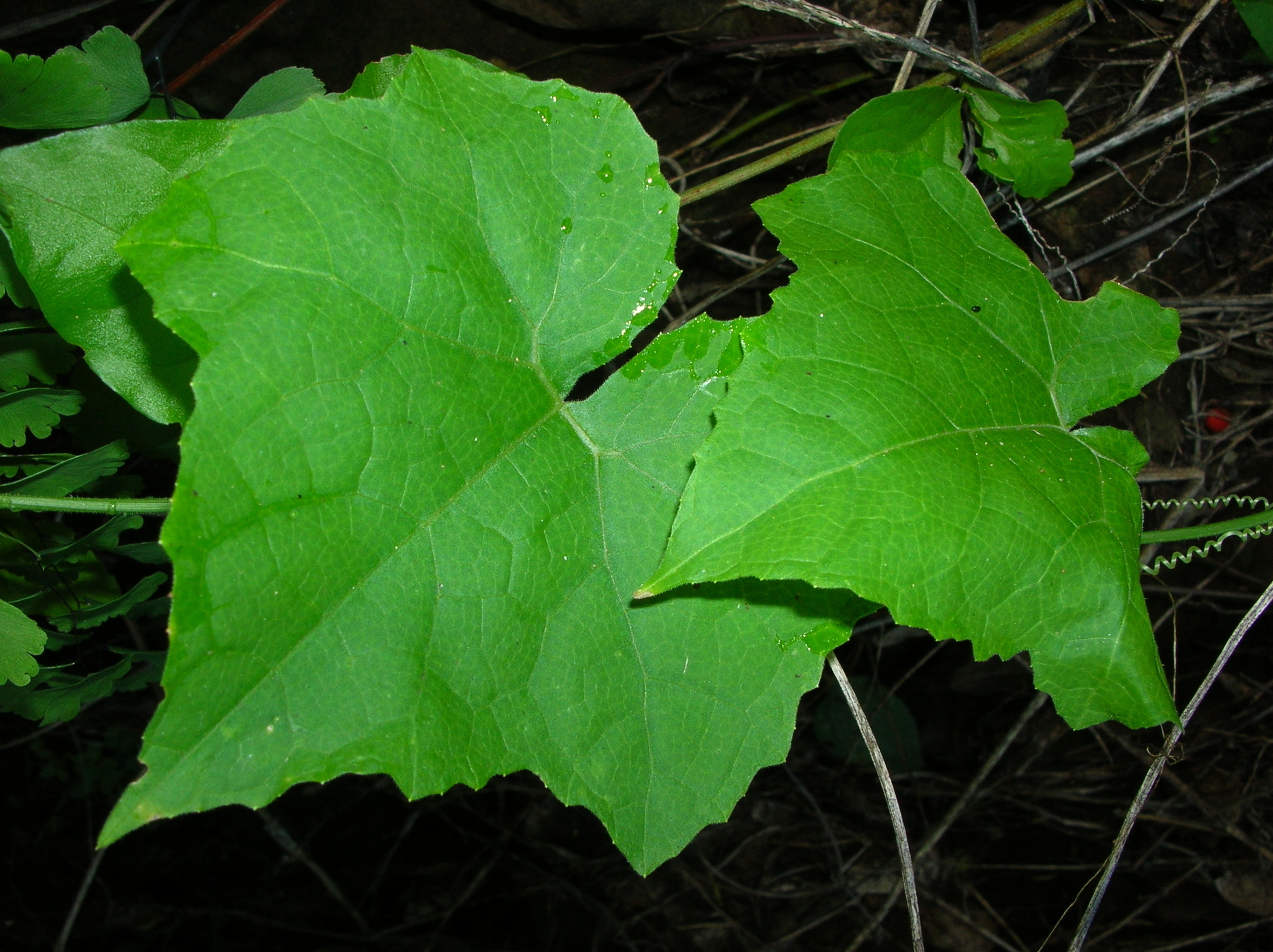 Sicyos hispidus