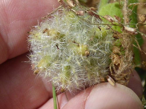 Sicyos hispidus