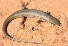 Trachylepis punctulata