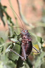 Acanthoplus