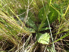 Berkheya echinacea