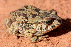 Sclerophrys poweri