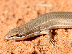 Trachylepis punctulata