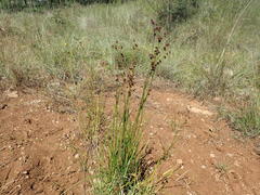 Juncus oxycarpus